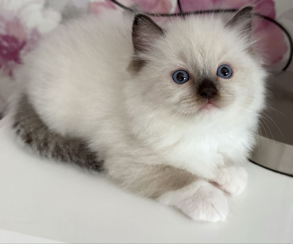 Kocurek Gucio seal mitted  ragdoll ragdolle kocur kocury