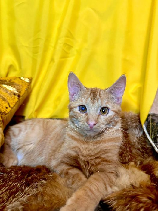 Рыжий котенок 7 месяцев