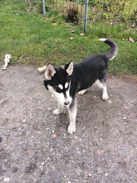 Syberian Husky - Piesek