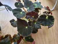 Begonia tygrysia