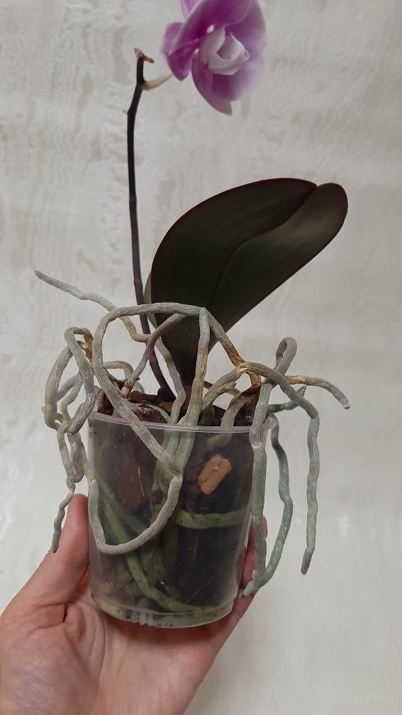 Продам орхідею фаленопсис