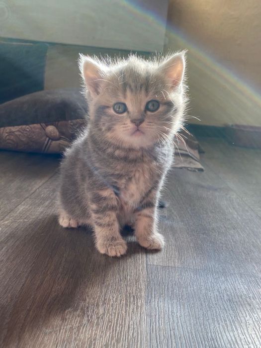 Полосатенькая девчуля