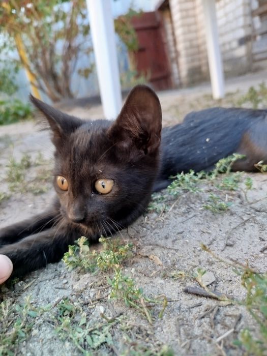 Віддам 5 кошенят безплатно