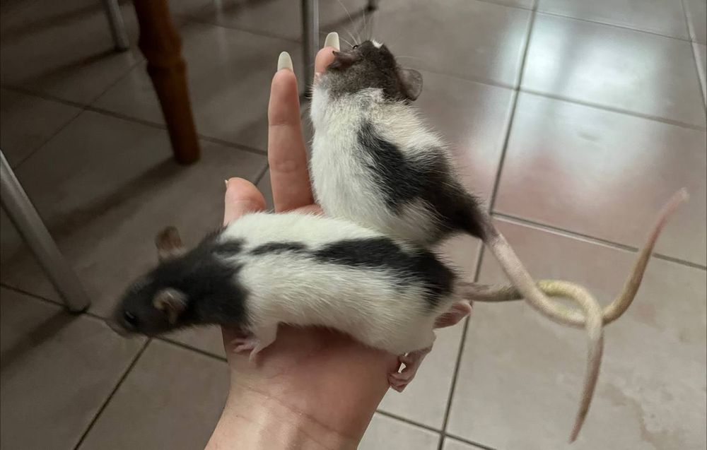 Декоративні щуренята