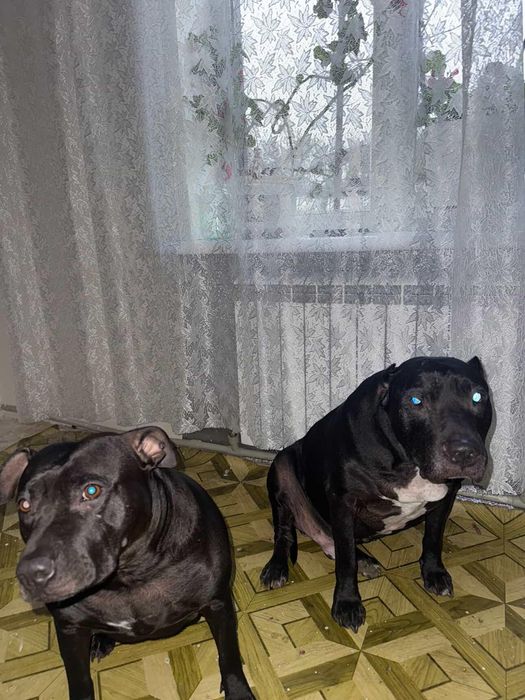 Собаки шукають родину