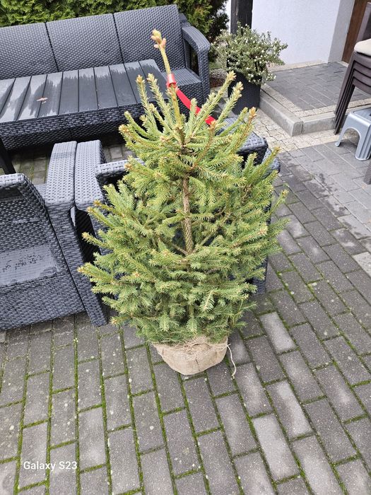 Drzewko choinka w doniczce 100 cm