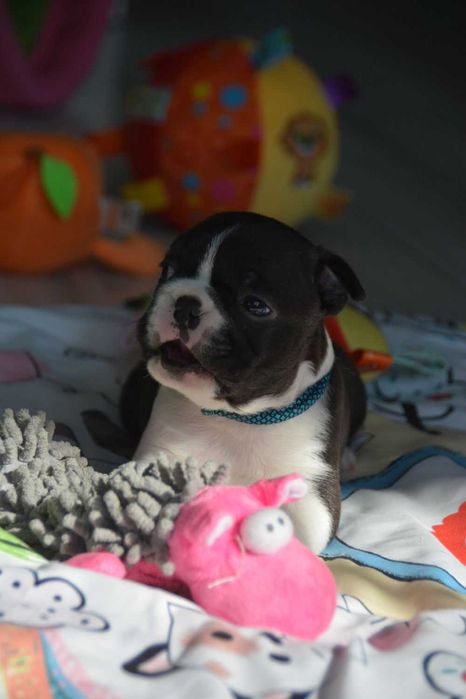 BOSTON TERRIER , Terra platino , samiec RAYAN, ZKwP/FCI