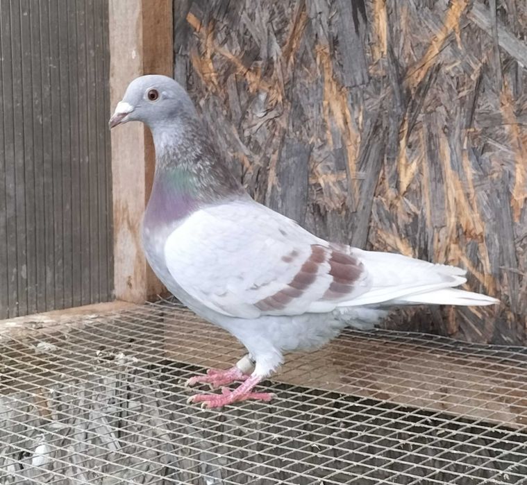 Gołębie pocztowe