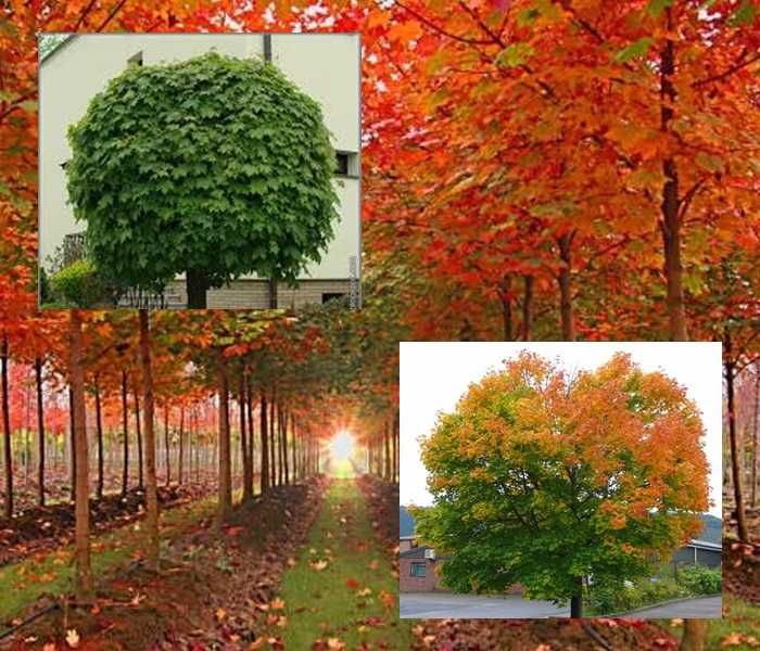 Klon pospolity obw.pnia:4-6,6-8,8-10,10-12,12-14,14-16,16-18cm! duże