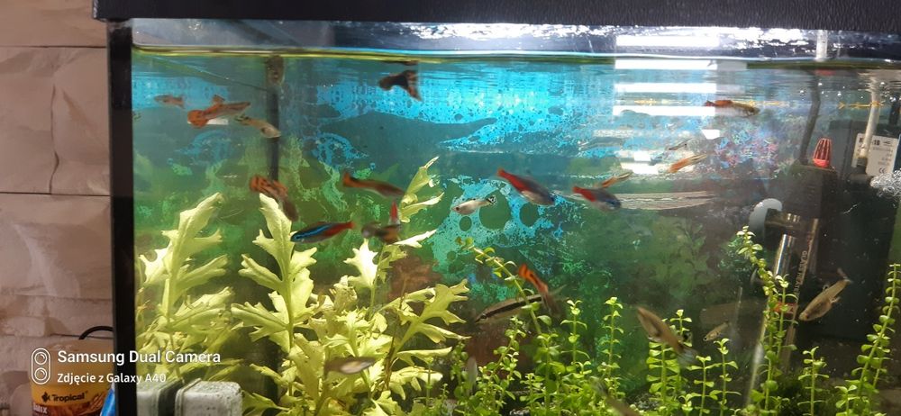 Sprzedam piękne gupiki samiec samiczka zdrowe kolorowe