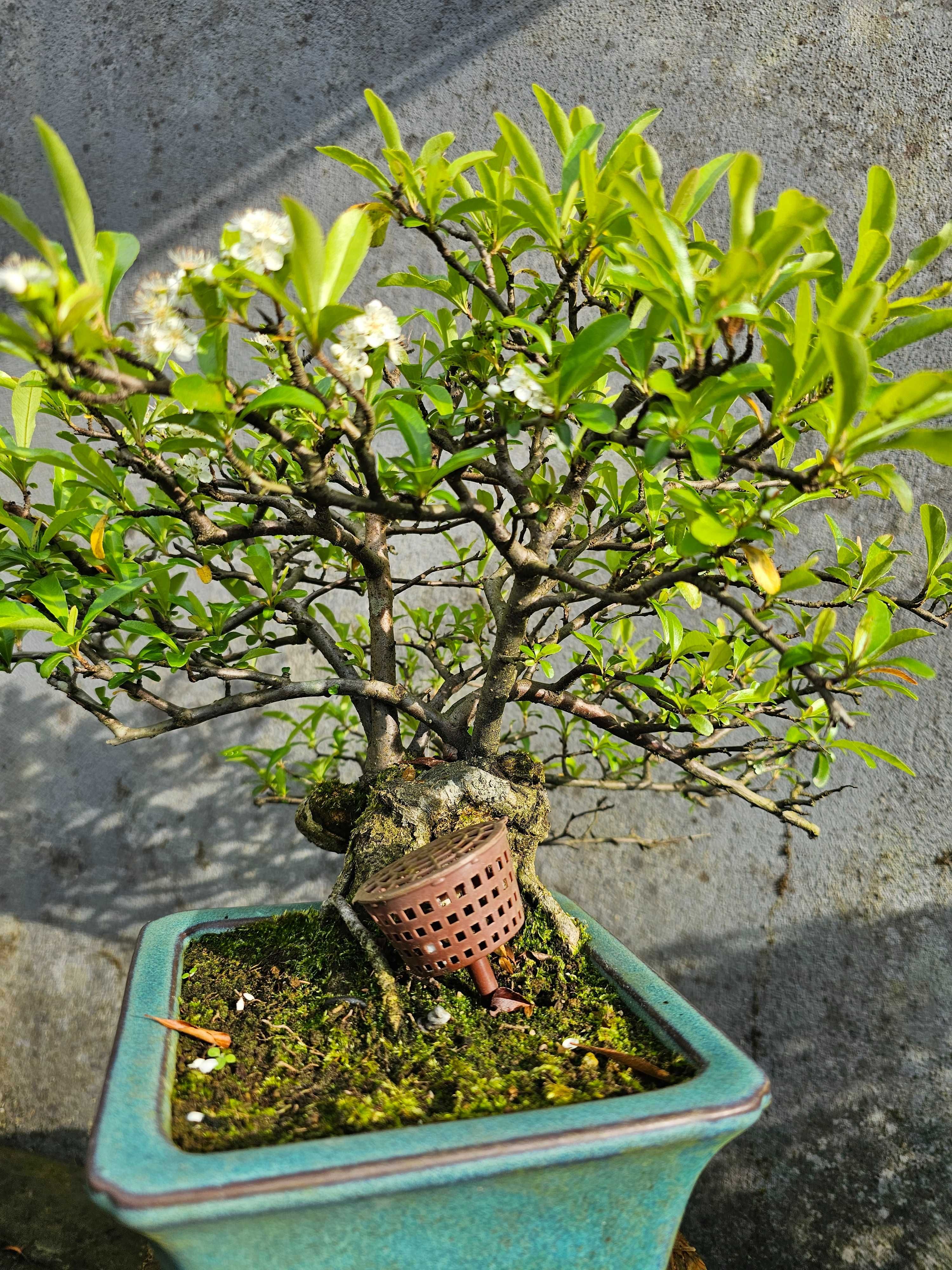 Bonsai pyracantha