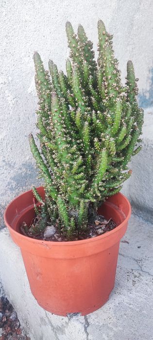 Suculenta Tephorcactus .