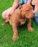 American Bully ABKC POCKET,  suczka  Piekna