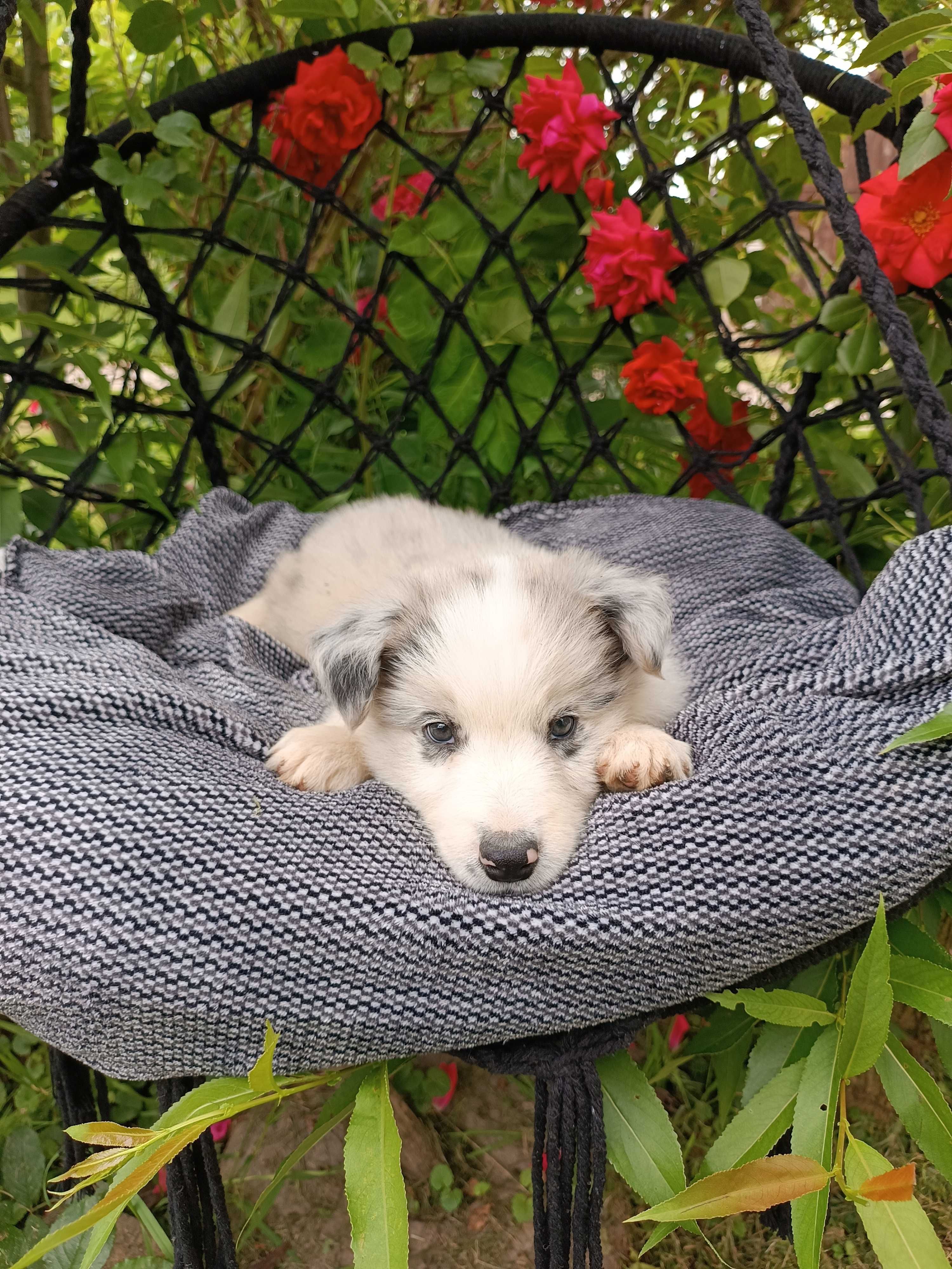 Border collie/ piesek / ZKwP
