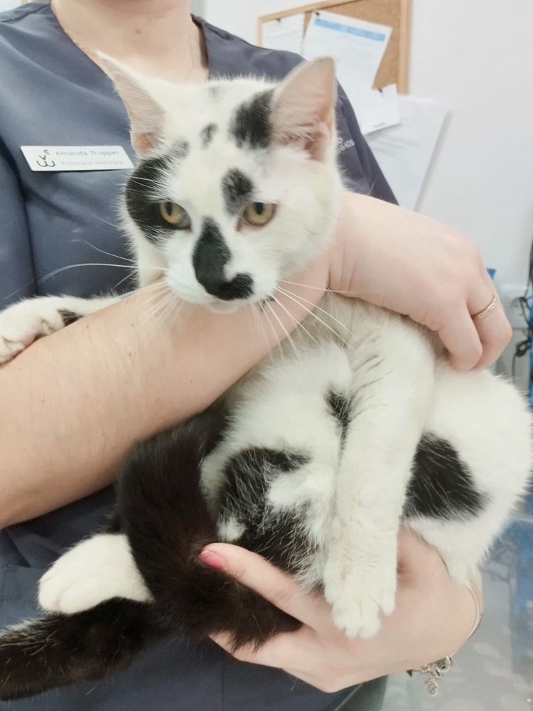 Gato para adoção responsável
