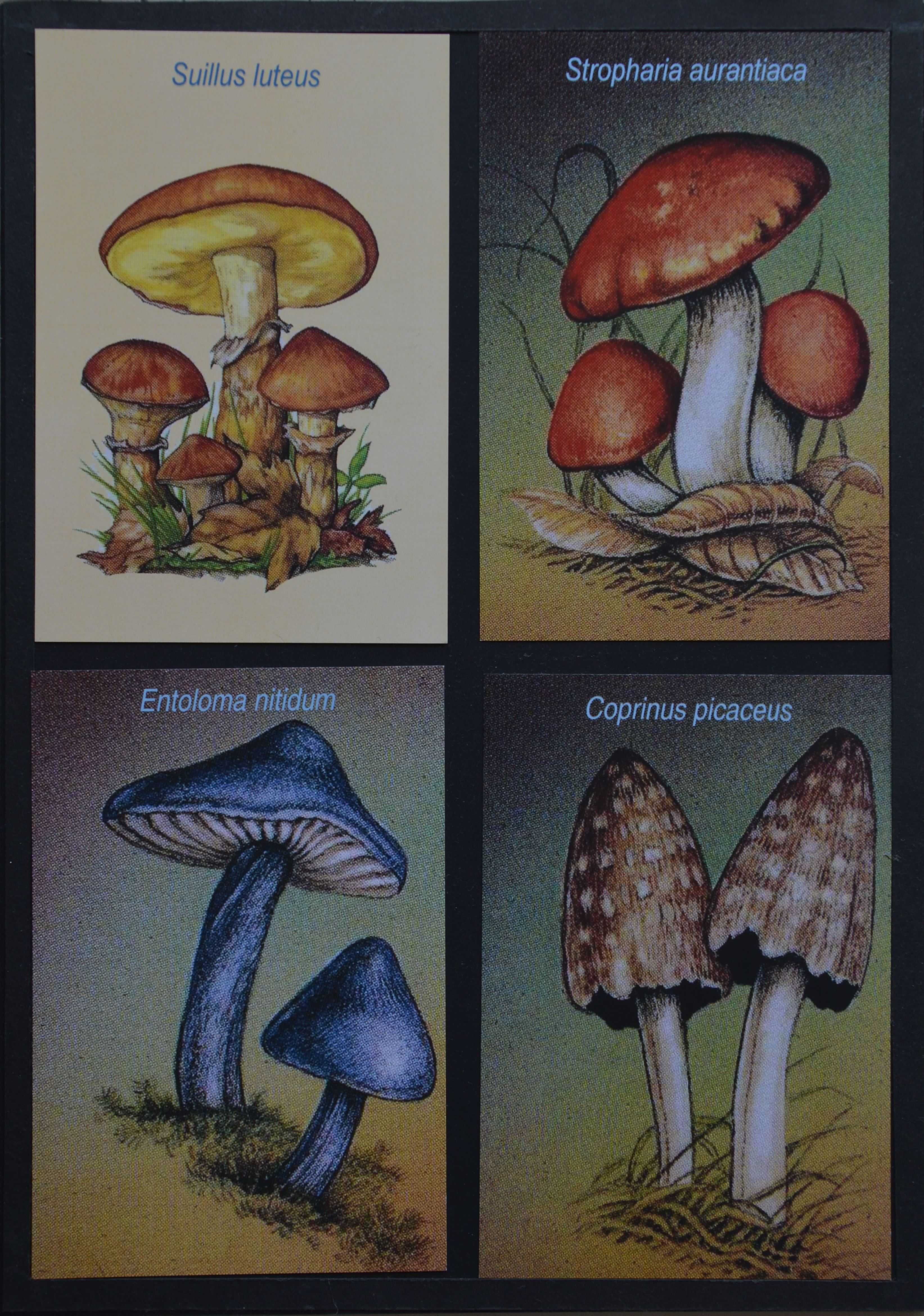 Postais - Lote de 8 unidades - cogumelos - X10378