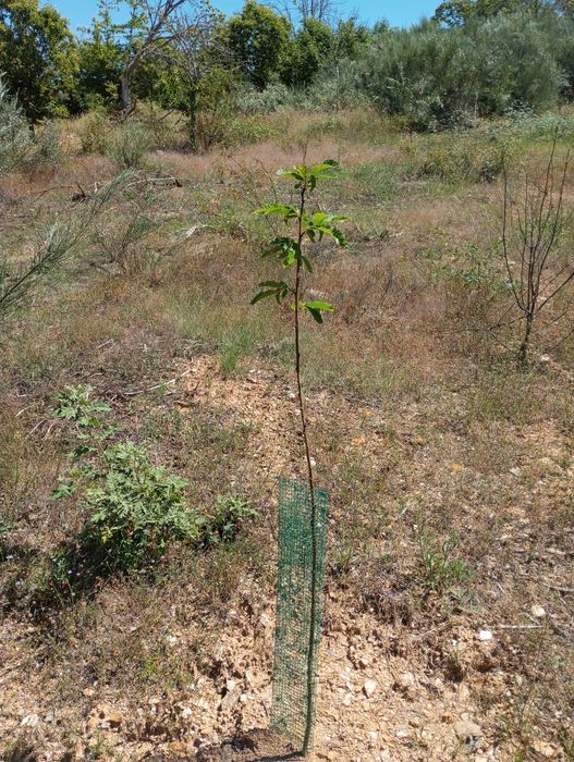 Rede proteção árvore