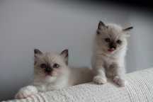 Kot ragdoll kotka samica