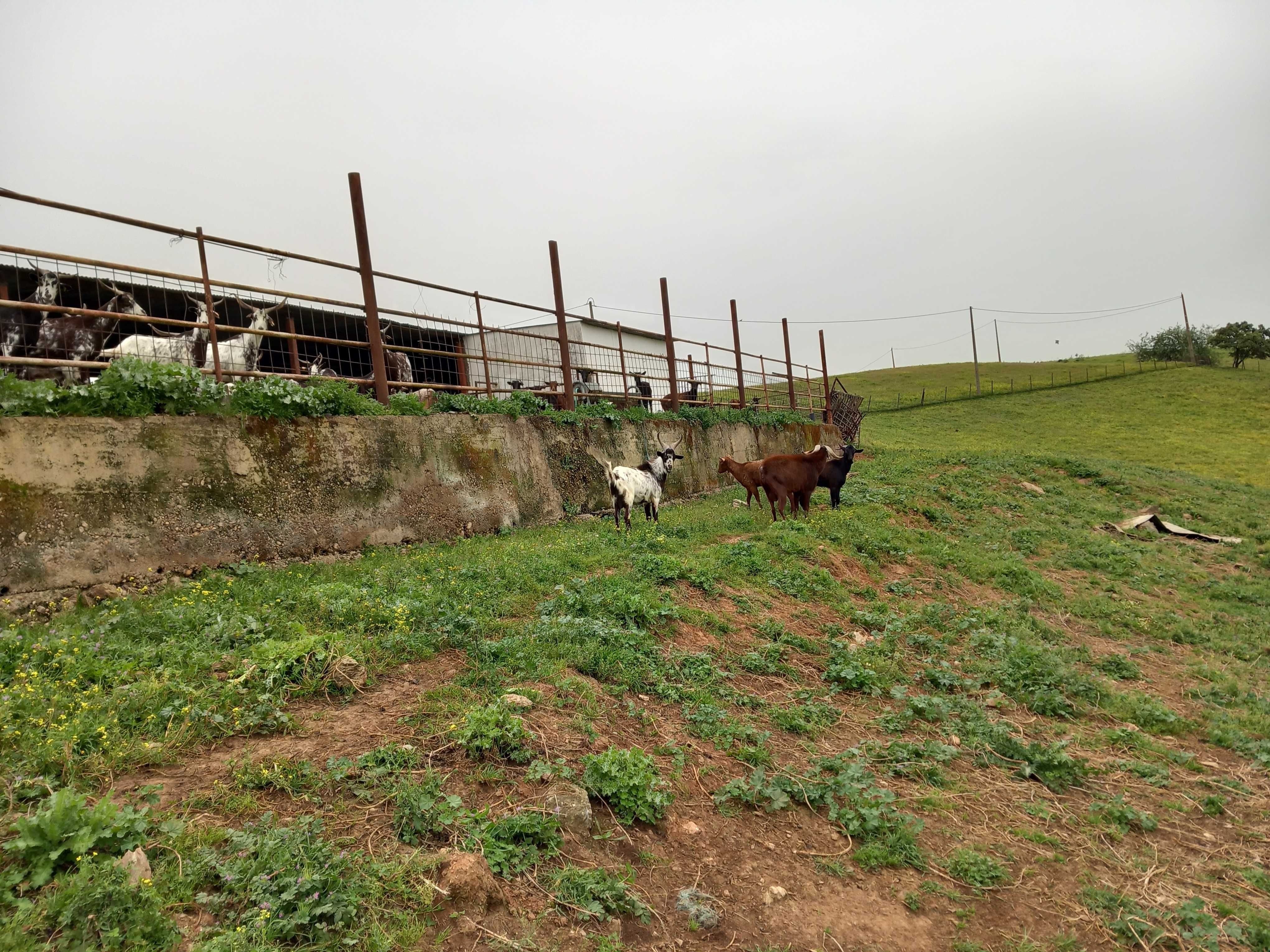 Cabras Murcianas