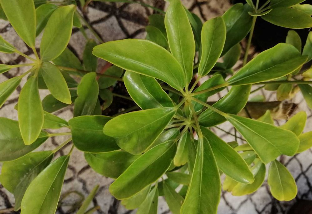Schefflera planta