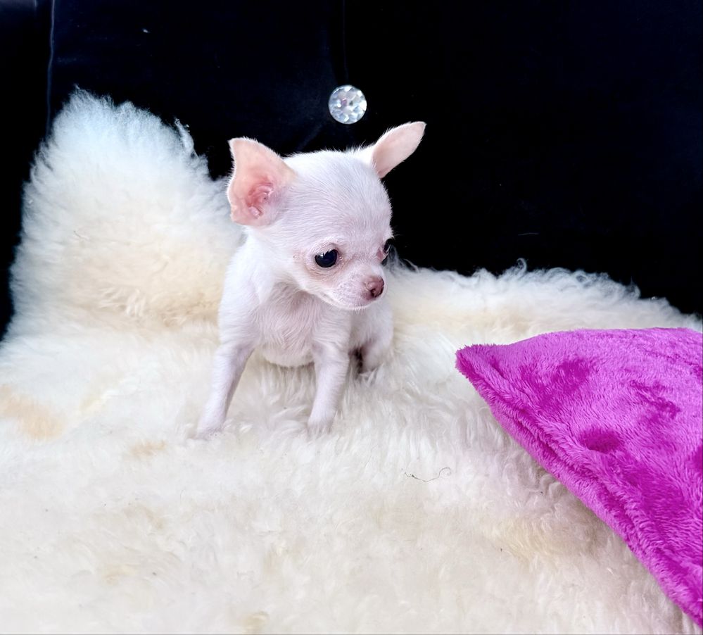 Chihuahua xxs mini mini sunia biała