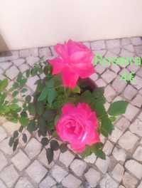Plantas ornamentais, roseiras, suculentas