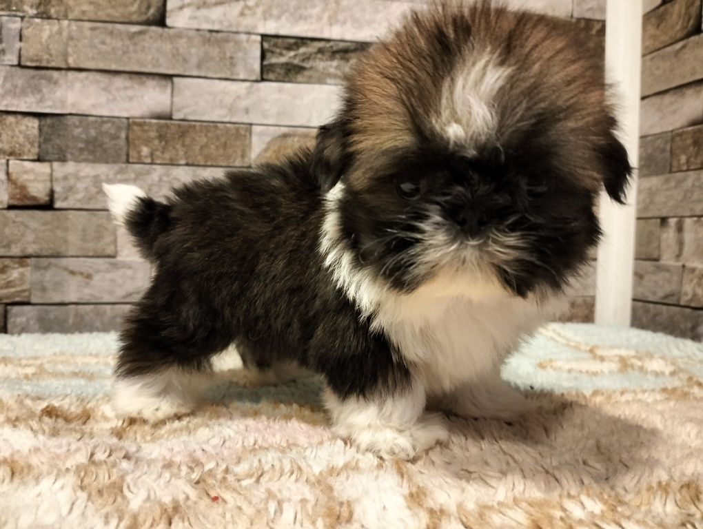 Cudowny Piesek shih-tzu (MINI)