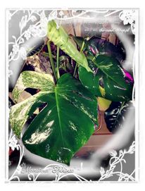 INTERNATIONAL Monstera SPHINX 3l ! Mint Variegata 580 Euro UNIKAT plat