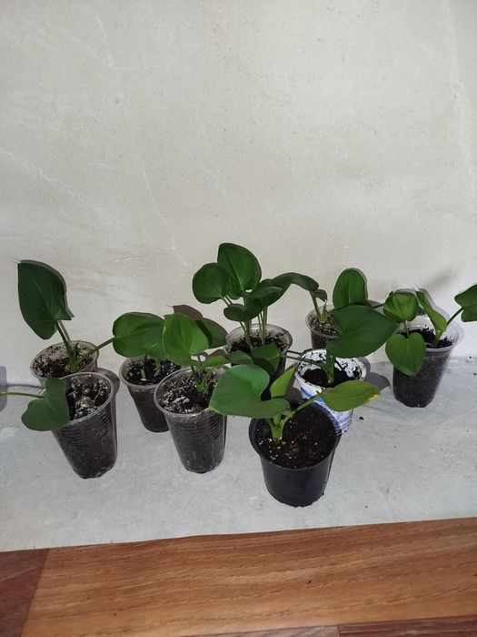 Калла Ефіопська, дифінбахія, плющ