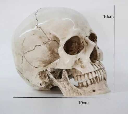 Человеческий череп декоративный. Челюсть. Декор для дома