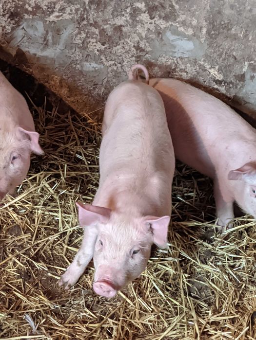 поросята. 2 кабінці і одна свинка