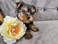 Yorkshire terrier