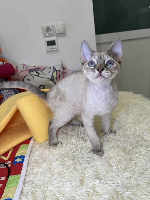 Оскар, голубоглазый мальчик, ищет любящую маму