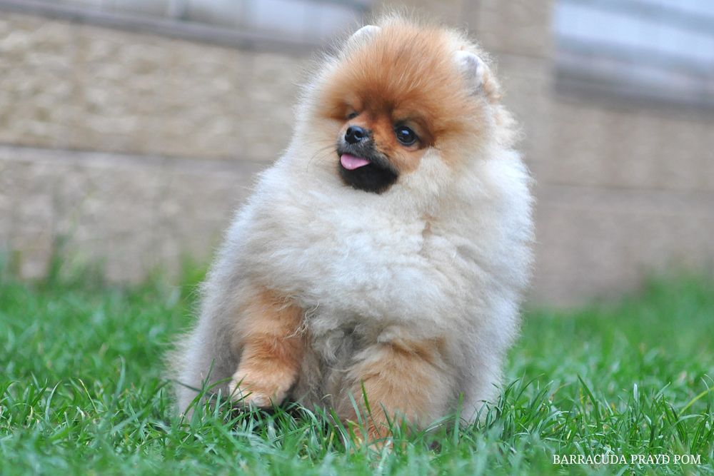 Барракуді далеко до ліси