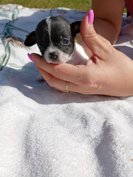 Chłopiec chihuahua