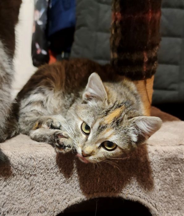 Віддам_ кошеня_ кішки_ перпі