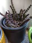 Kwiat stapelia gwiazda szeryfa