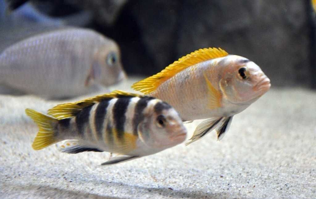 Labidochromis sp. "perlmutt", Pyszczaki, malawi, wysyłka