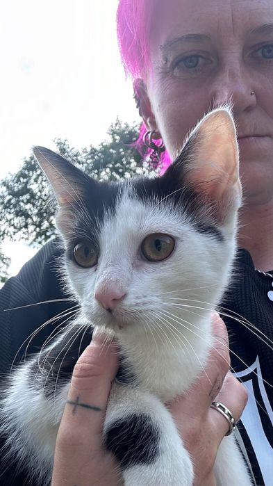 Piękne kotki szukają domu