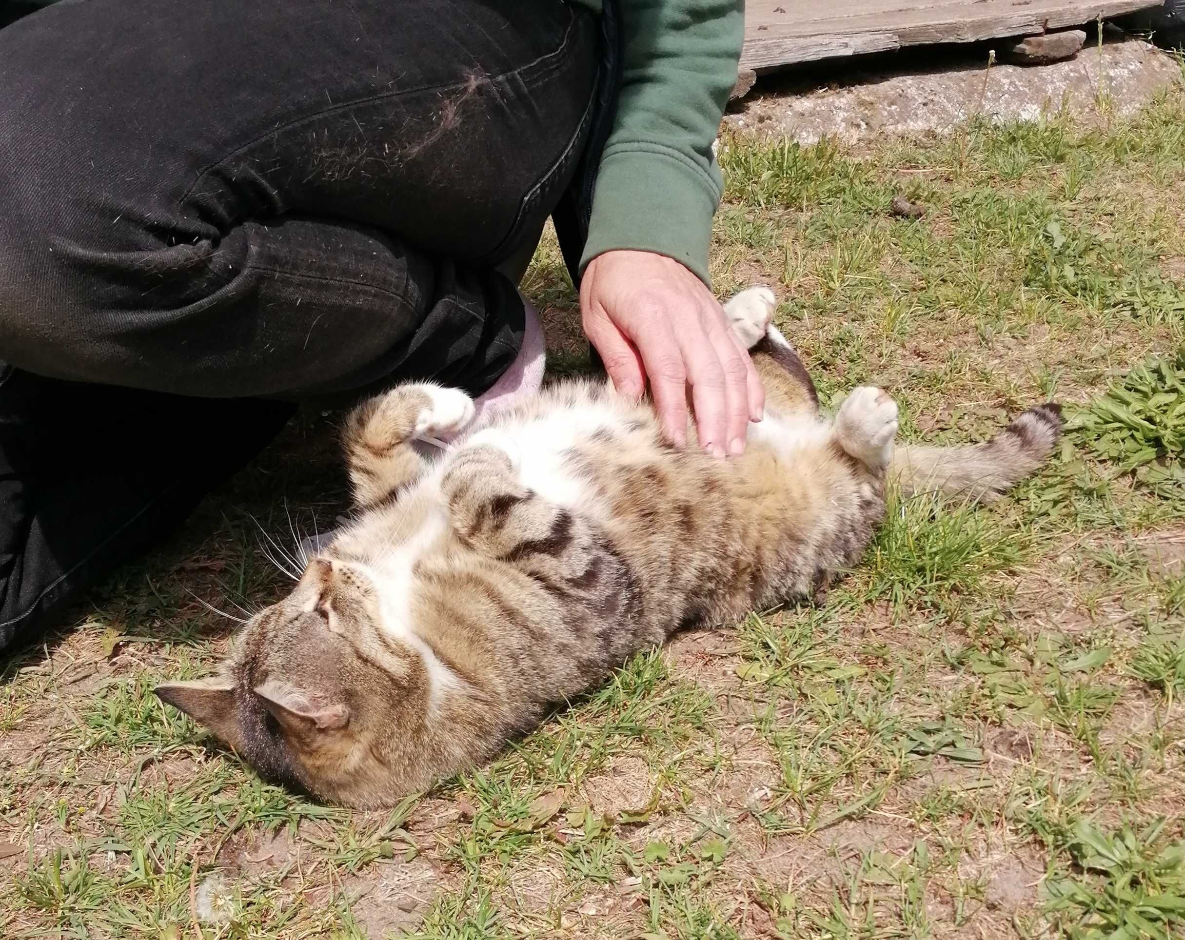 Kotek do adopcji