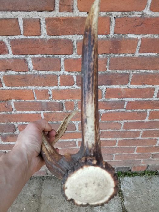 Poroże - Jelenia - Róg - Zrzut