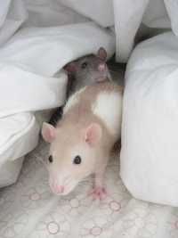 Крысята бело-бежевого окраса