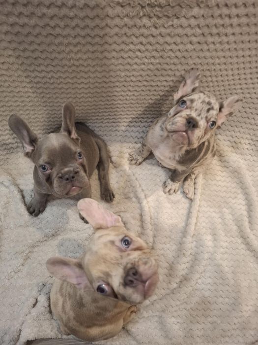 Suczka buldog francuski lilac blue, niebieska