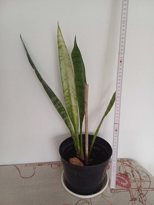 Wężownica, Sansewieria gwinejska 50 cm