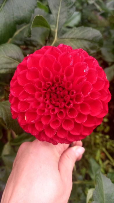 Жоржини продаж поділок