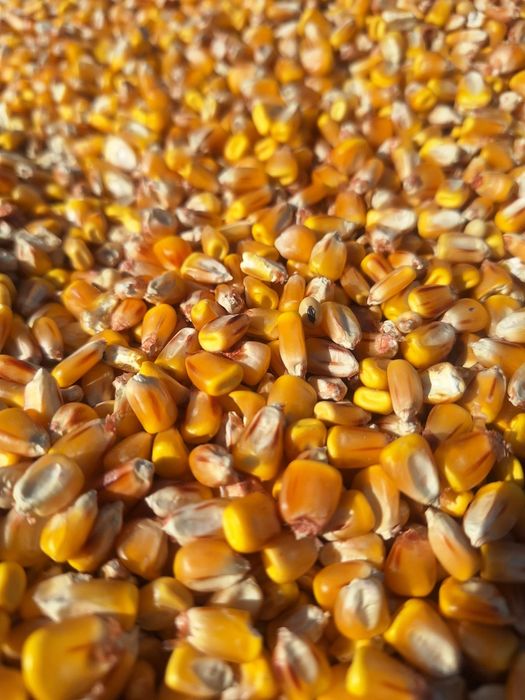 Продам кукурудза 2025рік Суха
