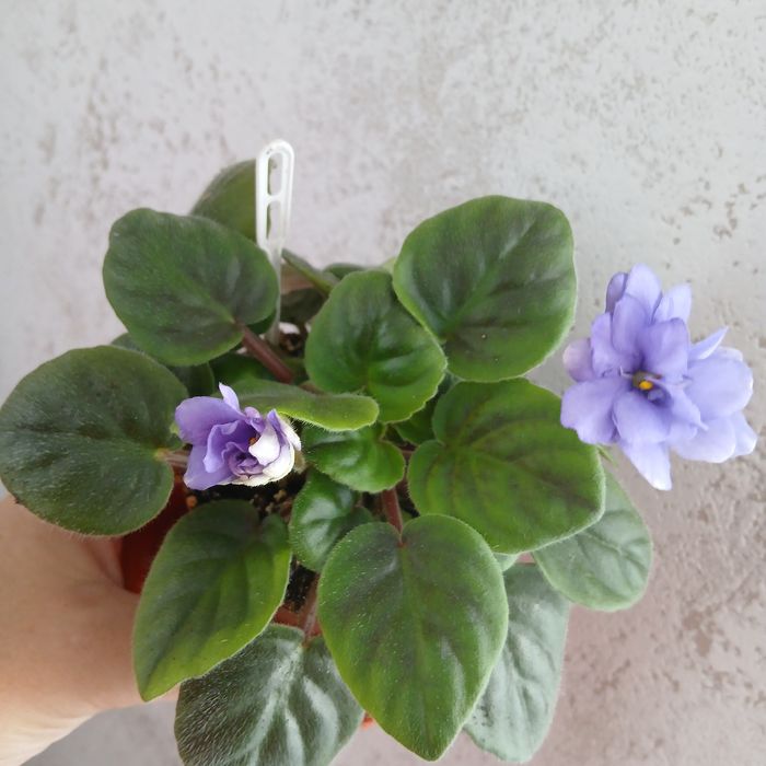 Фіалки   сортові