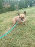 Buldog francuski