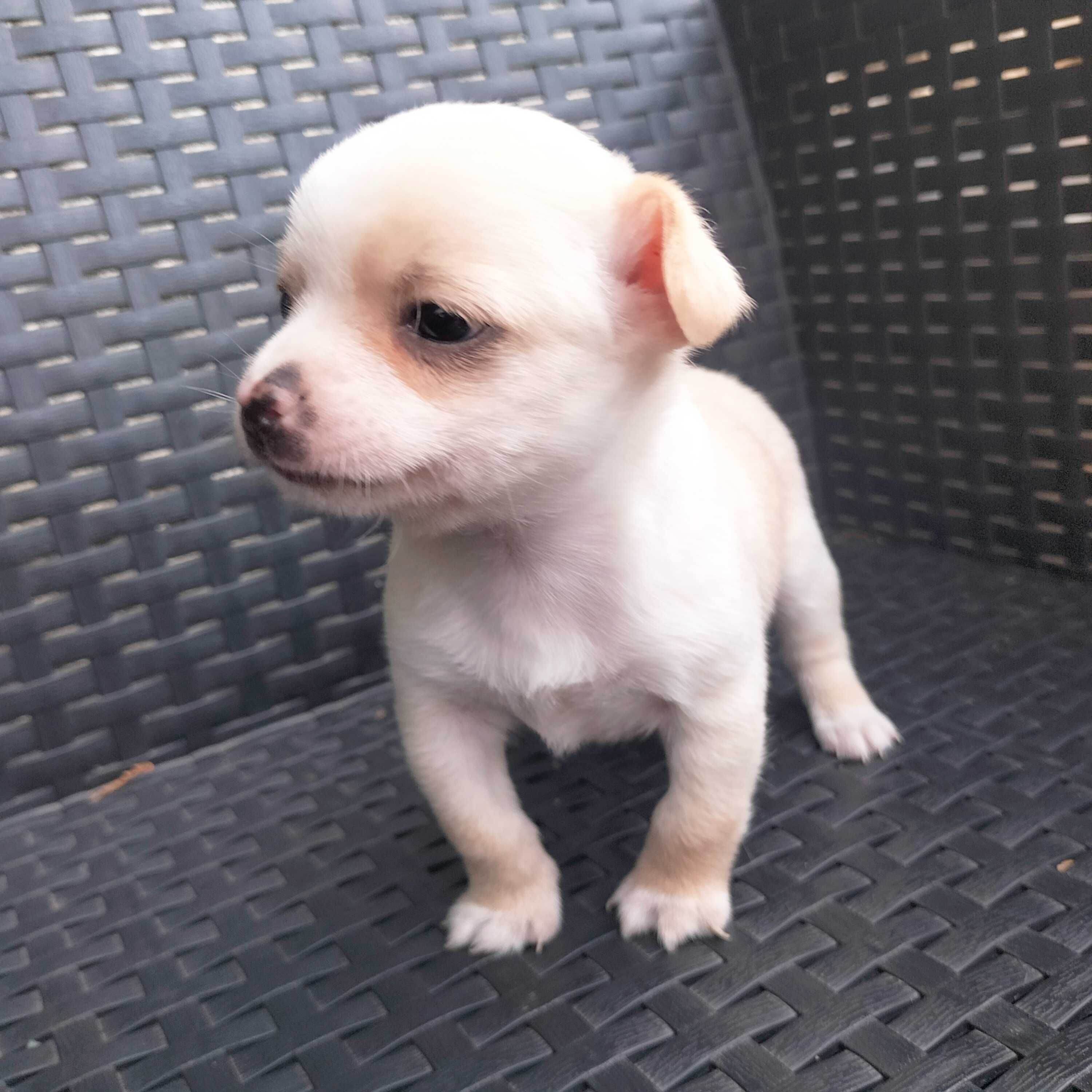 Chihuahua mini macho