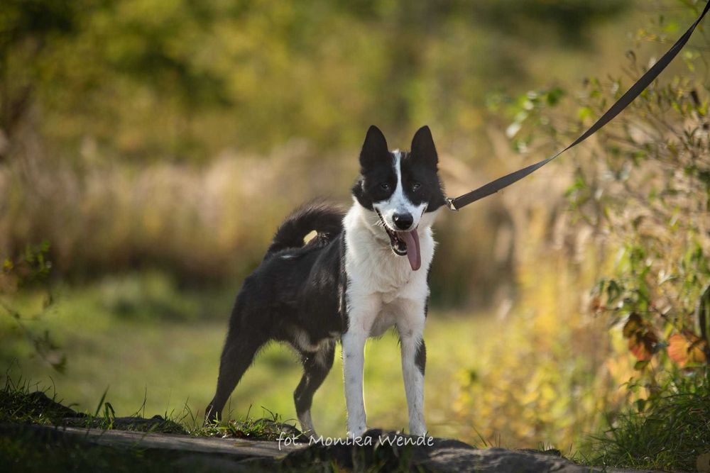 Sewo – cudo nie pies, przyjaciel na czterech łapach
